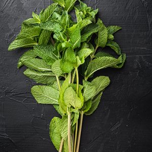Menthe